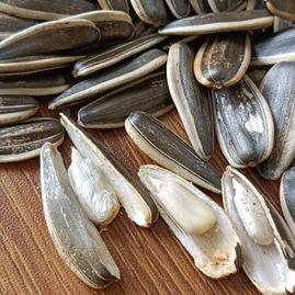 山東濰坊青州市李成鳳瓜子